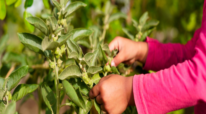 What is Ashwagandha and Why is It So Good for You?