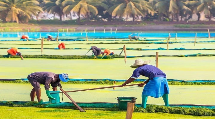 What is Spirulina